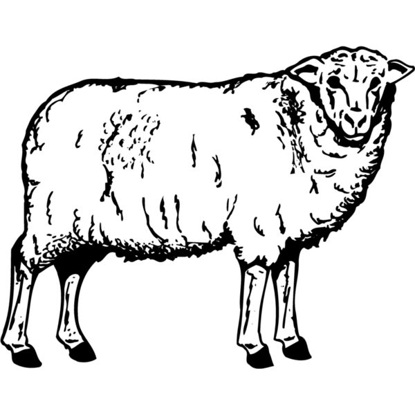 SHEEP002 Thumbnail
